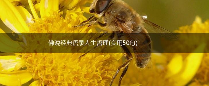 佛说经典语录人生哲理(实用50句),第1张