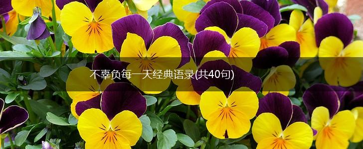 不辜负每一天经典语录(共40句),第1张