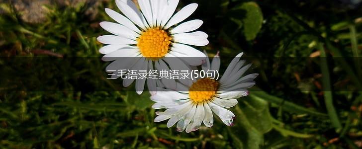 三毛语录经典语录(50句),第1张
