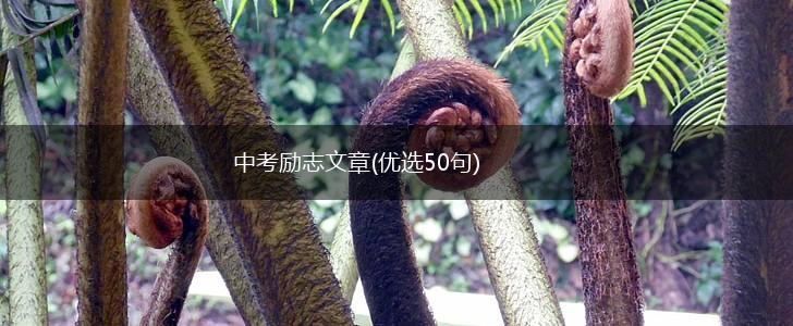 中考励志文章(优选50句),第1张