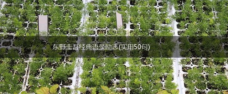 东野圭吾经典语录励志(实用50句),第1张