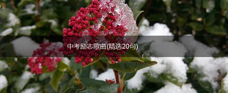 中考励志歌曲(精选20句),第1张