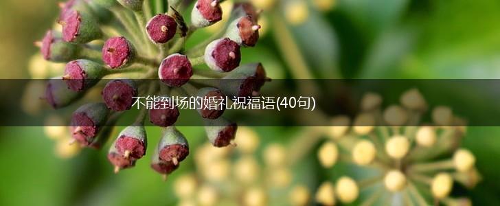不能到场的婚礼祝福语(40句),第1张