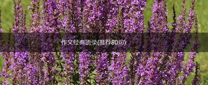 作文经典语录(推荐80句),第1张