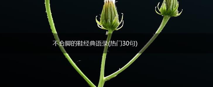 不合脚的鞋经典语录(热门30句),第1张