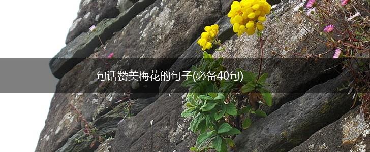 一句话赞美梅花的句子(必备40句),第1张