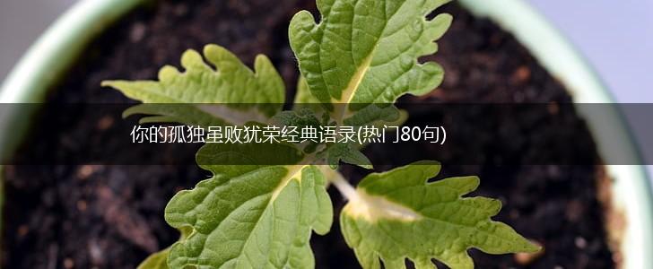 你的孤独虽败犹荣经典语录(热门80句),第1张