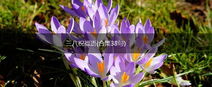 三八祝福语(合集38句),第1张