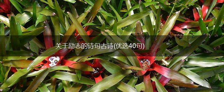 关于励志的诗句古诗(优选40句),第1张