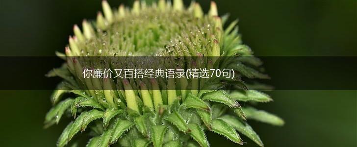 你廉价又百搭经典语录(精选70句),第1张