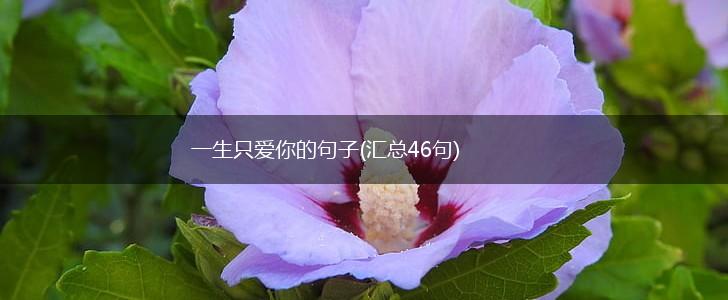一生只爱你的句子(汇总46句),第1张