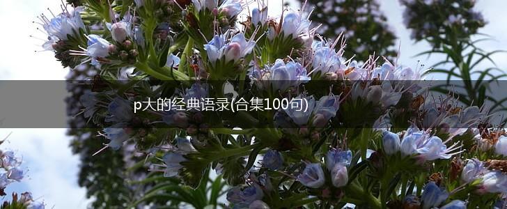 p大的经典语录(合集100句),第1张