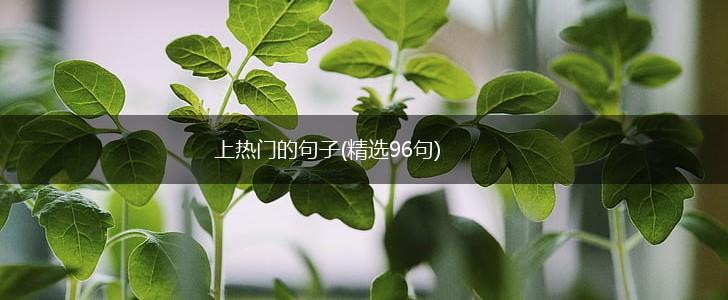 上热门的句子(精选96句),第1张