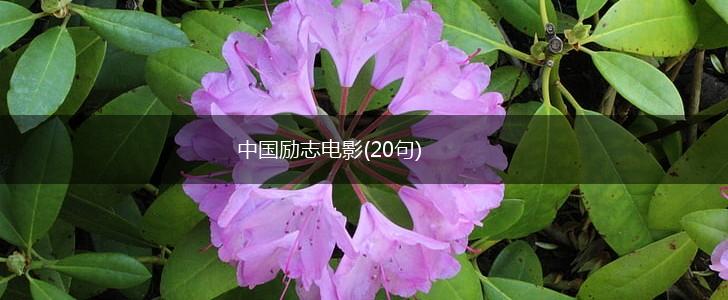 中国励志电影(20句),第1张