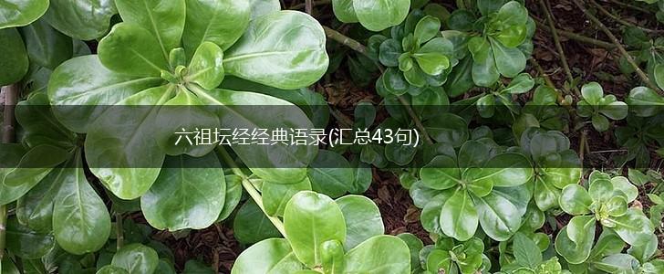 六祖坛经经典语录(汇总43句),第1张