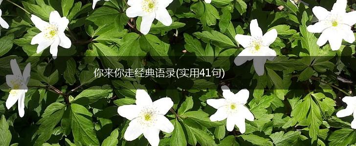 你来你走经典语录(实用41句),第1张