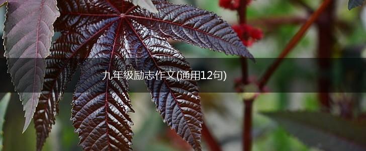 九年级励志作文(通用12句),第1张