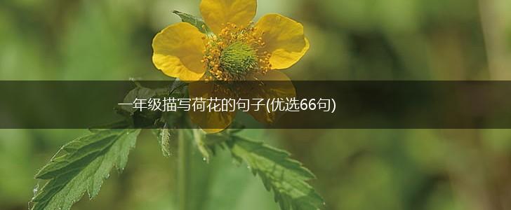 一年级描写荷花的句子(优选66句),第1张