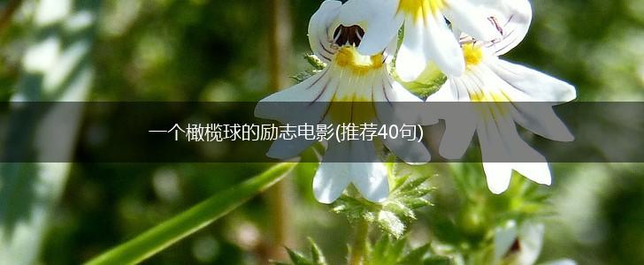 一个橄榄球的励志电影(推荐40句),第1张