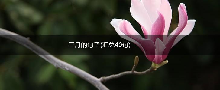 三月的句子(汇总40句),第1张
