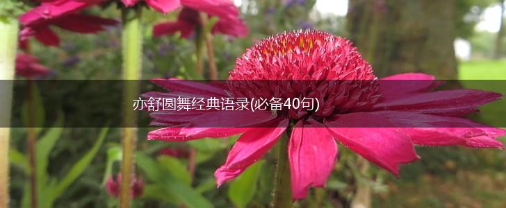 亦舒圆舞经典语录(必备40句),第1张