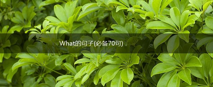 What的句子(必备70句),第1张