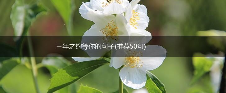 三年之约等你的句子(推荐50句),第1张