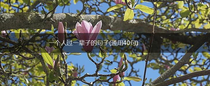 一个人过一辈子的句子(通用40句),第1张