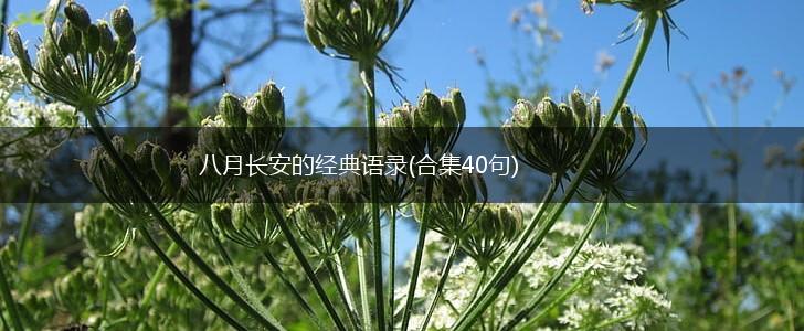 八月长安的经典语录(合集40句),第1张