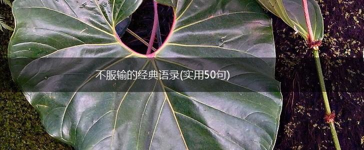 不服输的经典语录(实用50句),第1张