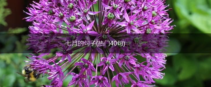 七月的句子(热门40句),第1张