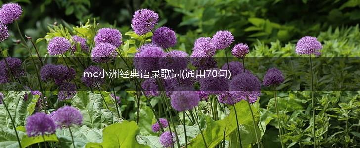 mc小洲经典语录歌词(通用70句),第1张
