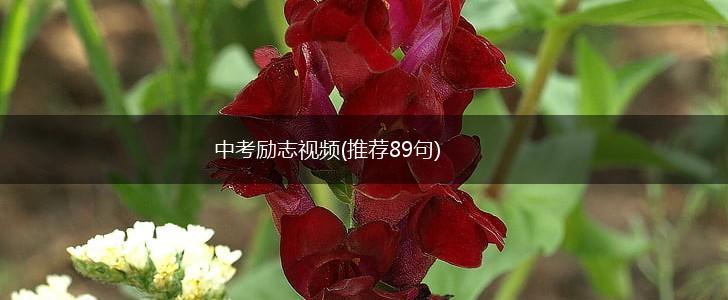 中考励志视频(推荐89句),第1张