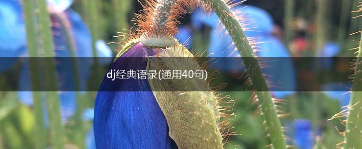 dj经典语录(通用40句),第1张