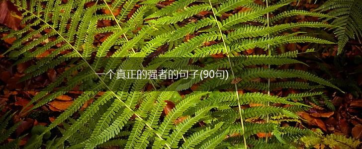 一个真正的强者的句子(90句),第1张