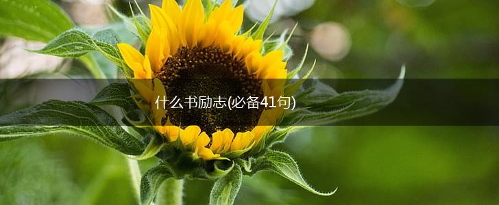 什么书励志(必备41句),第1张