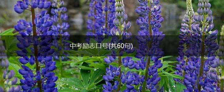 中考励志口号(共60句),第1张
