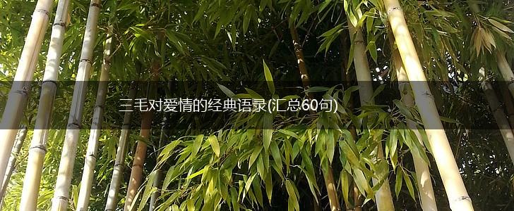 三毛对爱情的经典语录(汇总60句),第1张