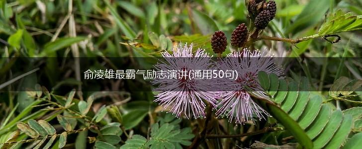 俞凌雄最霸气励志演讲(通用50句),第1张