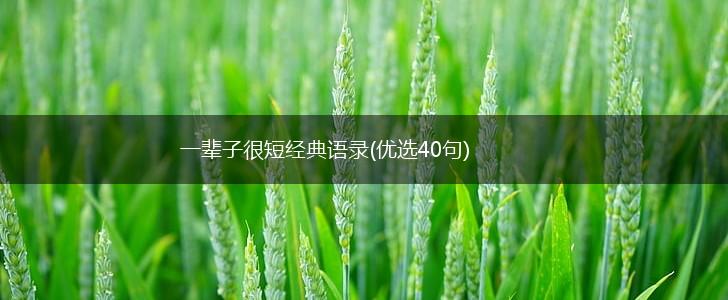 一辈子很短经典语录(优选40句),第1张
