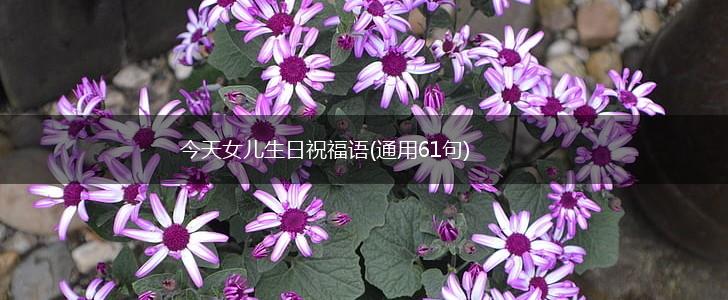 今天女儿生日祝福语(通用61句),第1张