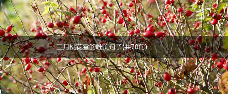三月桃花雪的唯美句子(共70句),第1张