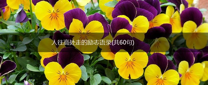 人往高处走的励志语录(共60句),第1张