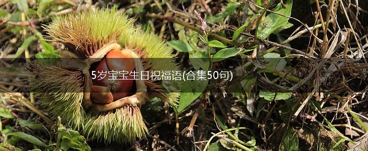 5岁宝宝生日祝福语(合集50句),第1张