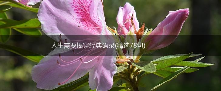 人生需要揭穿经典语录(精选78句),第1张