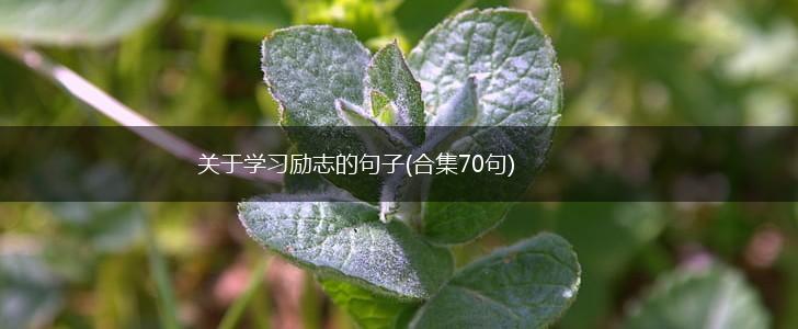 关于学习励志的句子(合集70句),第1张