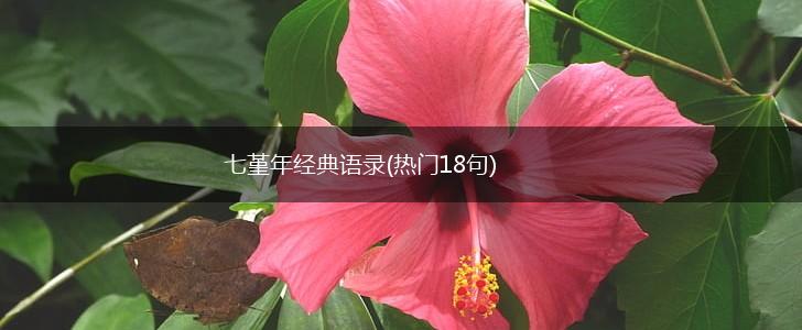 七堇年经典语录(热门18句),第1张