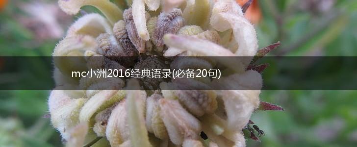 mc小洲2016经典语录(必备20句),第1张