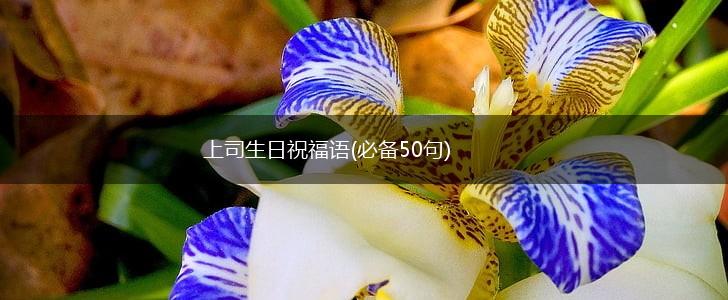 上司生日祝福语(必备50句),第1张