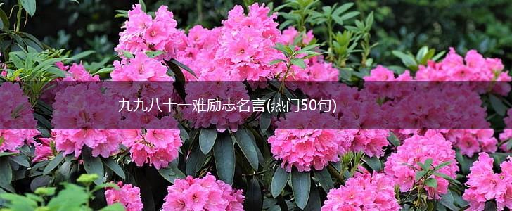 九九八十一难励志名言(热门50句),第1张